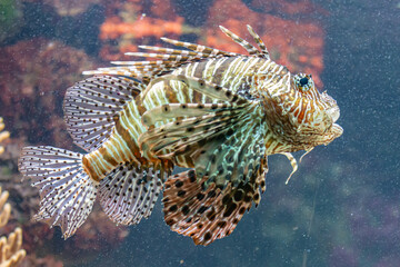 tropical fish in aquarium