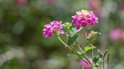 Fototapeta premium Lantana camara flowers blooming outdoors in sunny torrevieja, spain, showcasing vivid pink petals against a lush green background.