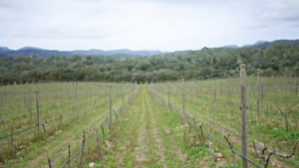 Obraz premium Vineyard scene with blurry green fields and mediterranean hills in the background, showcasing bokeh effect and out-of-focus elements under a cloudy sky.