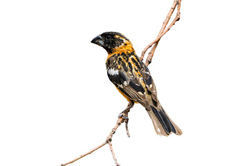  Black-headed Grosbeak (Pheucticus melanocephalus) Photo, Perched on a Transparent Isolated PNG Background