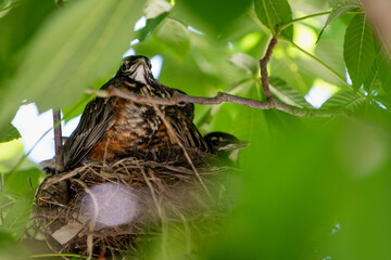 American robin nestling perched on the edge of its nest
