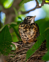 American robin nestling perched on the edge of its nest