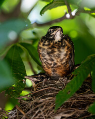 American robin nestling perched on the edge of its nest