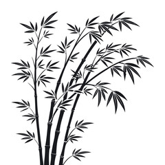 bamboo isolated on white background