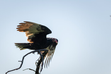 Turkey vulture landing on a dead branch