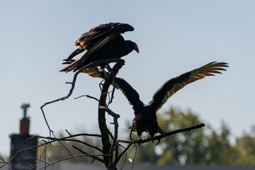 Two turkey vultures landing on a dead tree