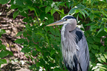 Great blue heron standing amoung green leaves