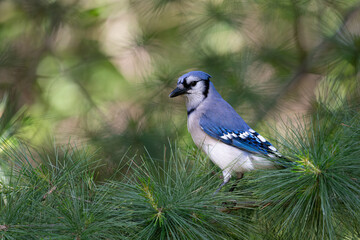 Blue jay