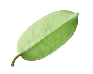 Obraz premium One green jasmine leaf isolated on white