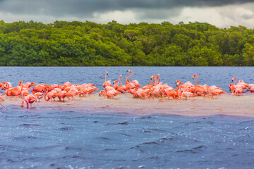 Flamencos Rosados en Ría Celestún, Yucatán.