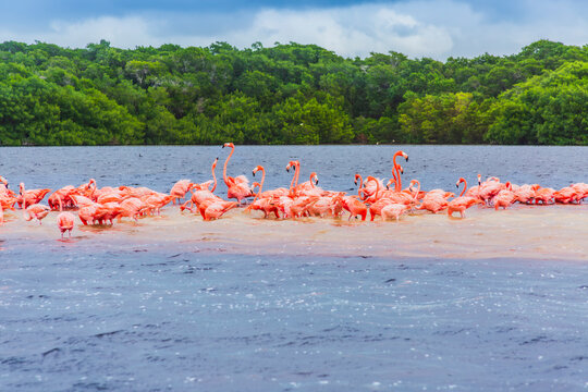 Flamencos Rosados en R&iacute;a Celest&uacute;n, Yucat&aacute;n.