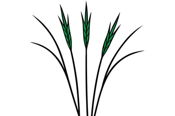 green wheat grass isolated on white background.eps