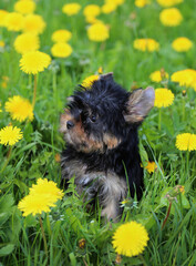 A little Yorkshire Terrier puppy in green grass with yellow dandelions.