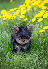 A little Yorkshire Terrier puppy in green grass with yellow dandelions.