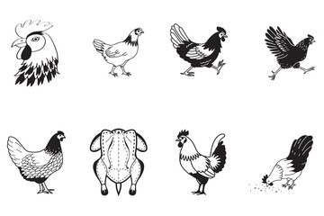 Naklejka premium Simple Line Drawings of Chickens and Chicken Parts