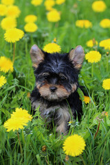 A little Yorkshire Terrier puppy in green grass with yellow dandelions.
