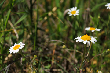 Chamomile flowers meadow under the sun