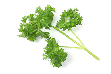 Fresh curly parsley sprig isolated on white, top view