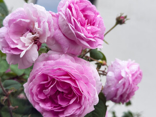 Beautiful pink tea roses bloom vibrantly in garden, showcasing delicate petals and lush greenery