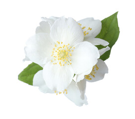 Obraz premium Beautiful jasmine flowers with green leaves isolated on white