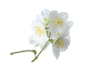 Obraz premium Branch with beautiful jasmine flowers isolated on white