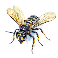 watercolor of Hornet Close Up, vector, isolated on a white background.