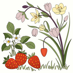 Spring flowers and ripe strawberries garden illustration