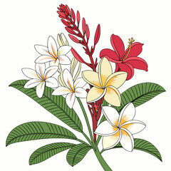 Tropical flowers plumeria frangipani botanical illustration