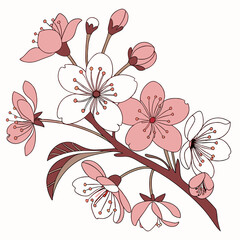 Delicate pink and white cherry blossoms branch