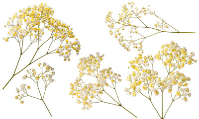 Gypsophila branches with small yellow flowers on white background, collage