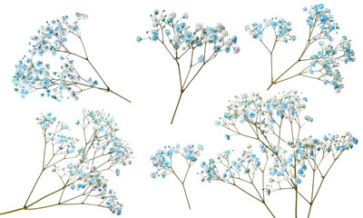 Gypsophila branches with small blue flowers on white background, collage