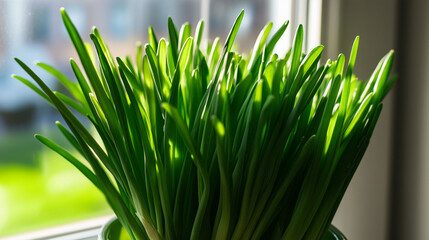 Indoor garden idea: growing fresh green onions