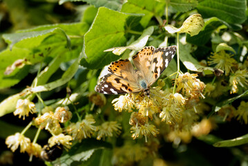 Painted Lady (Vanessa Cardui) Butterfly with open wings perched on green leaf in Zurich, Switzerland