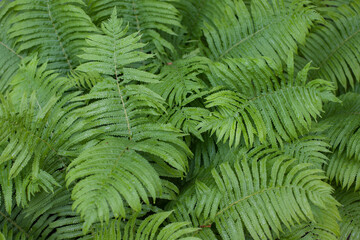 Green fern leaves in the forest, close up. Natural background. Top view.