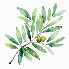 Olive branch watercolor vector. Symbolic botanical element with soft texture and classic shape.