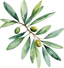 Olive branch watercolor vector. Symbolic botanical element with soft texture and classic shape.