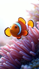 Ocellaris Clownfish in Sea Anemone