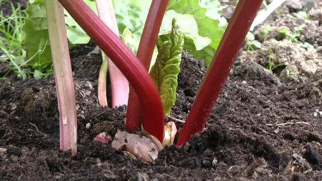 Close-up of vibrant rhubarb stalks with large green leaves and distinctive red stalks grow in a home vegetable garden. Perfect for illustrating homegrown produce, gardening, and fresh ingredients
