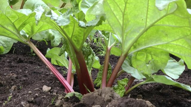Vibrant rhubarb plants with large green leaves and distinctive red stalks grow in a home vegetable garden. Perfect for illustrating homegrown produce, gardening, and fresh ingredients