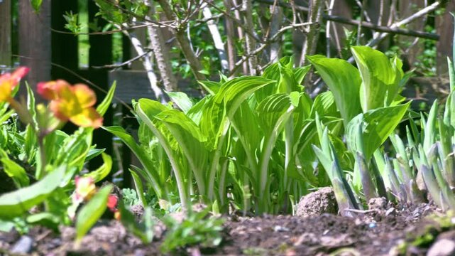 Slider shot of a Spring Garden Border with Primula and lush green hosta leaves in a spring garden border. New growth to highlight gardening, renewal, the changing seasons, and new beginnings