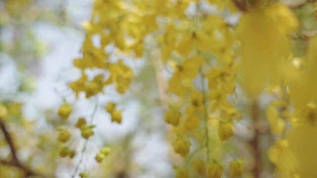Calm movement of Bahava also known as golden shower flowers in wind, perfect for nature or seasonal background videos.