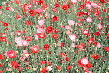 Blooming multicolored poppies on summer field close up. Nature photography