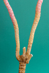 Vertical close up of Dracaena trunk with two stems and two trunk shoots. Shoots cuts are sealed...