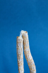 Vertical close up of broken dry dracaena shoot on blue background, one piece of shoot is hanging on...