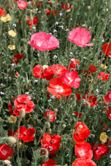 Beautiful blooming poppies on summer meadow close up. Nature photography