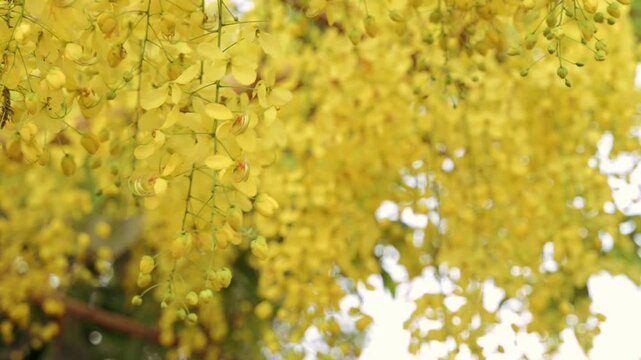 Hanging yellow Bahava flowers moving softly on a windy day, filmed in slow motion.
