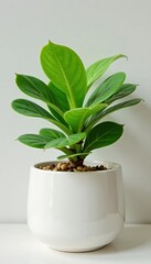 Healthy Zamioculcas in ceramic pot against white, plants, bright