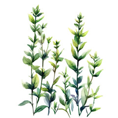 Herbs Growing Spring Sunlight, watercolor illustration vector, isolated on a white background.