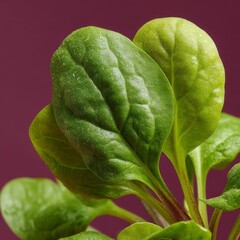 Obraz premium Closeup of Green Speckled Leaves Against Maroon Background