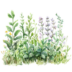 Herbs Growing Spring Sunlight, watercolor painting vector, isolated on a white background.